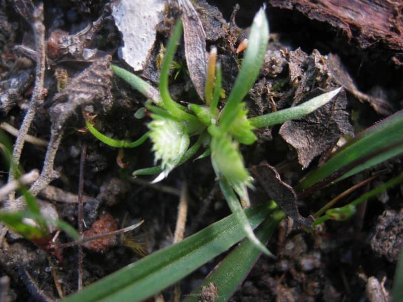 Aphelia pumilio photo 6