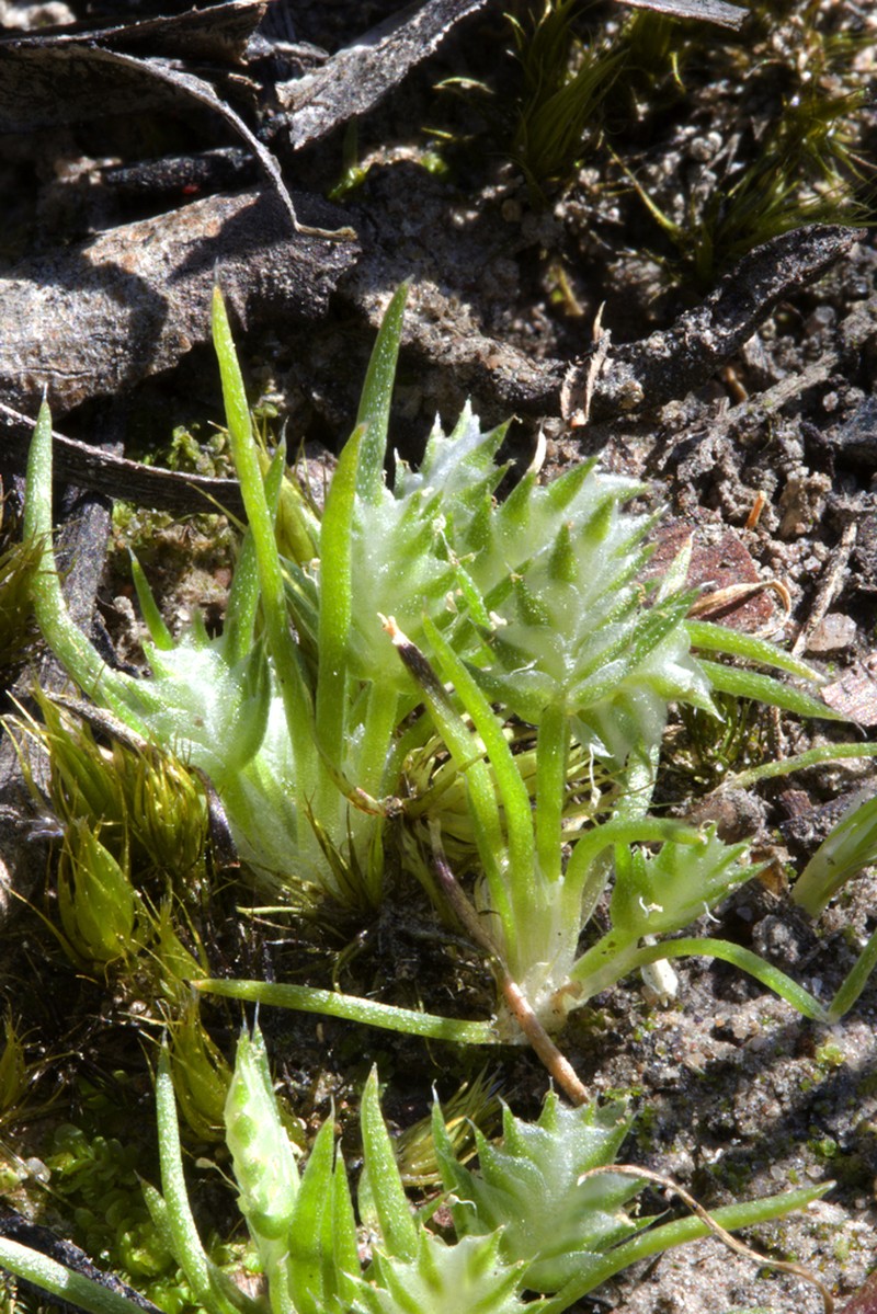 Aphelia pumilio photo 7