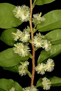 Aphloia theiformis