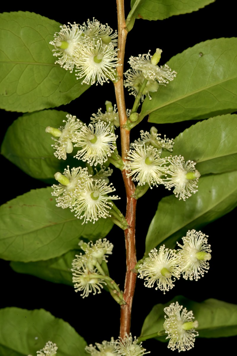 Aphloia theiformis