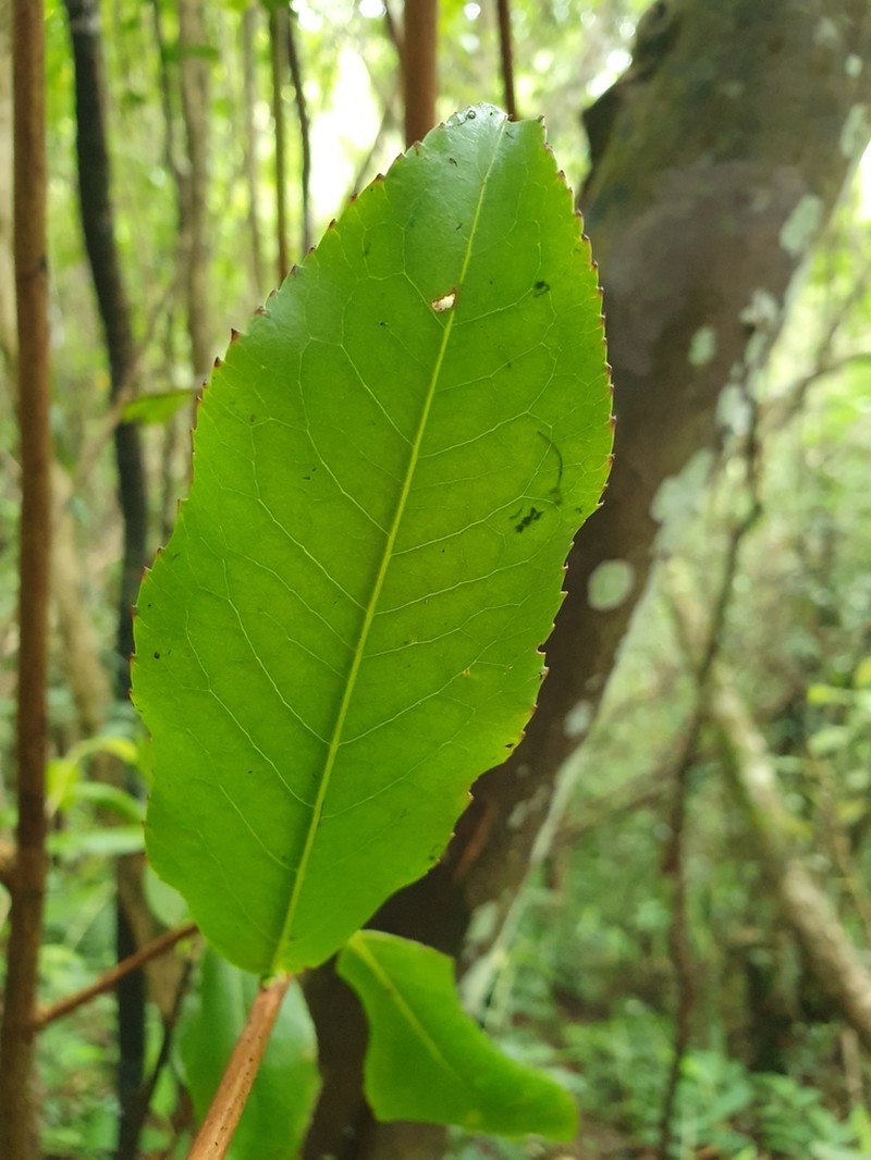 Aphloia theiformis photo 2