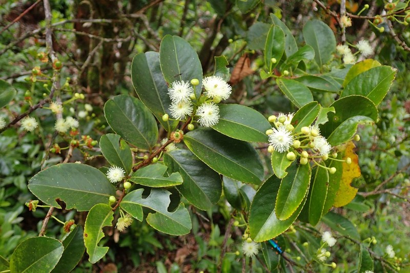Aphloia theiformis photo 3