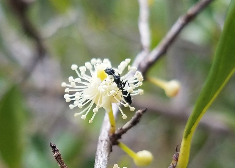 Aphloia theiformis photo 4