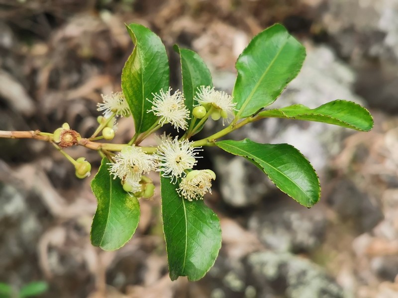 Aphloia theiformis photo 5