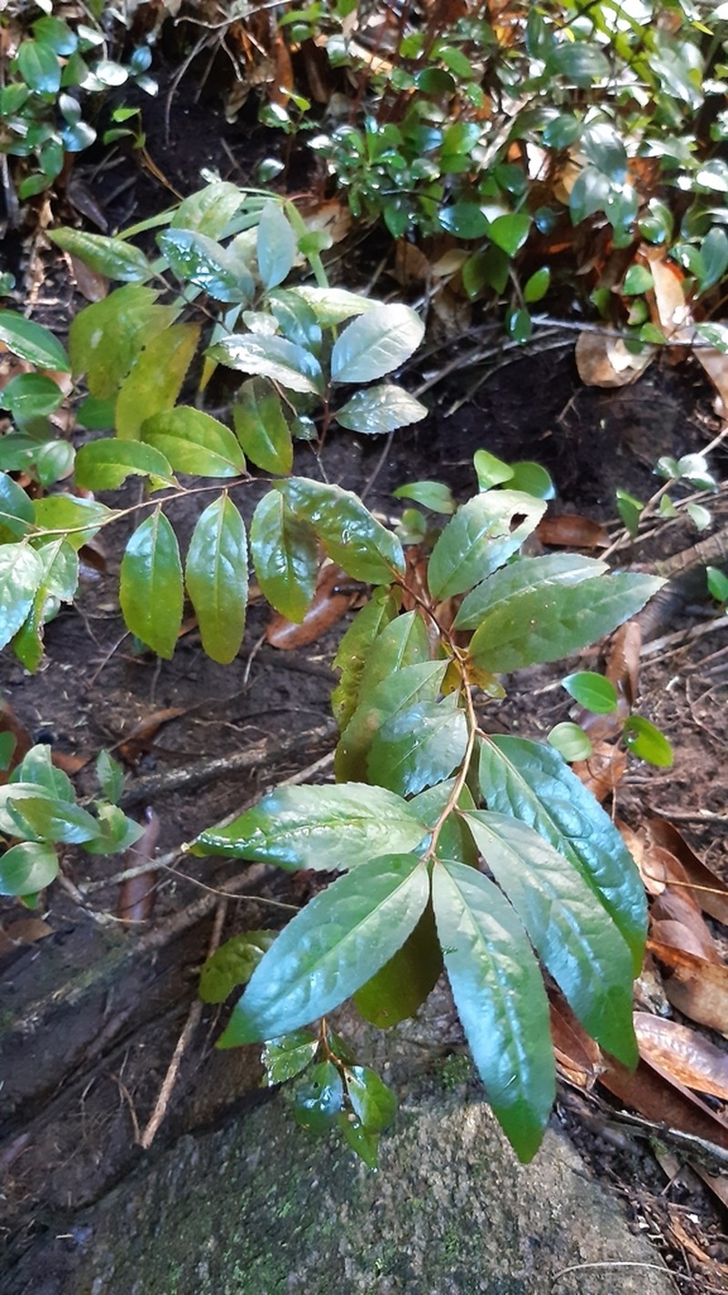 Aphloia theiformis photo 6