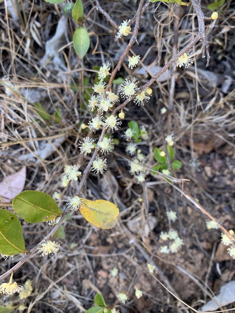 Aphloia theiformis photo 7