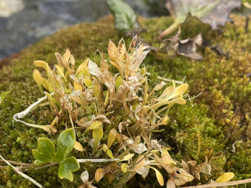 Aphragmus eschscholtziana photo 3