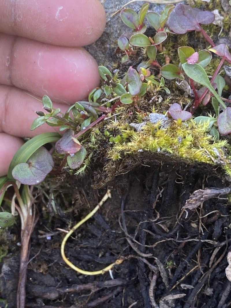Aphragmus eschscholtziana photo 6