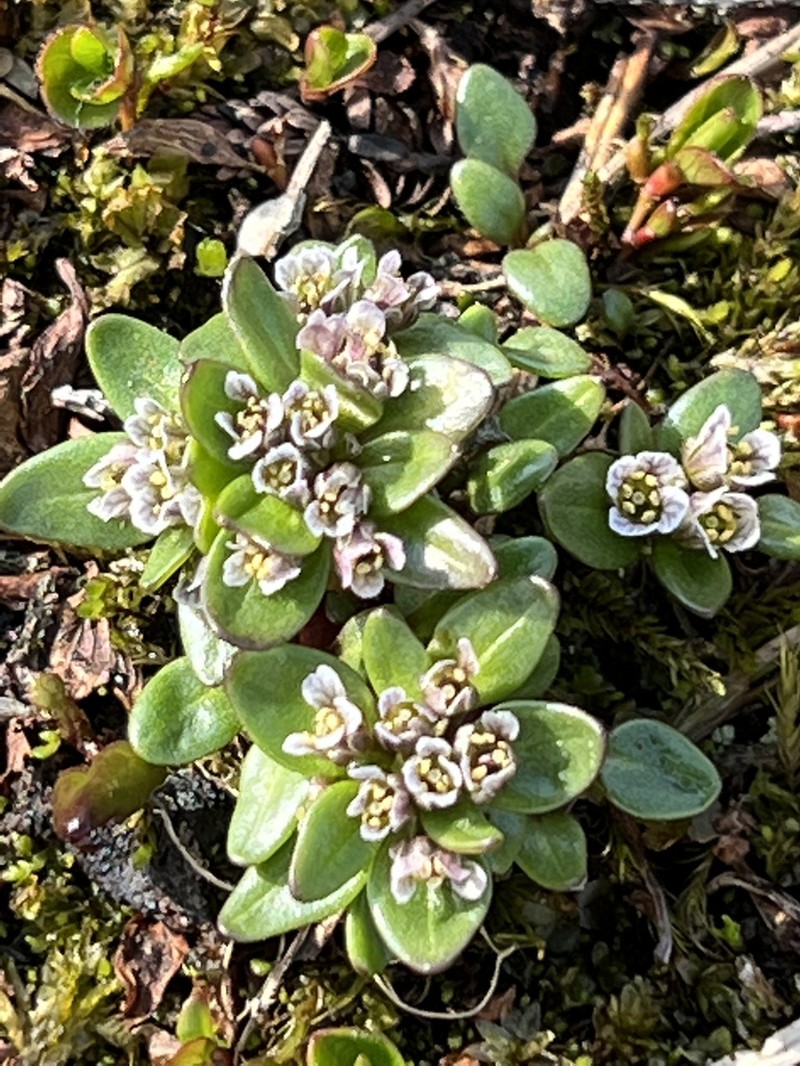 Aphragmus eschscholtziana photo 8