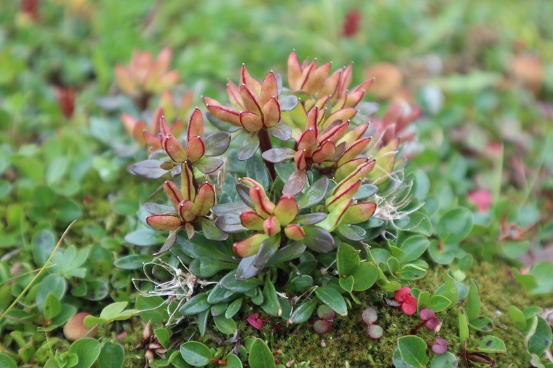 Aleutian Cress