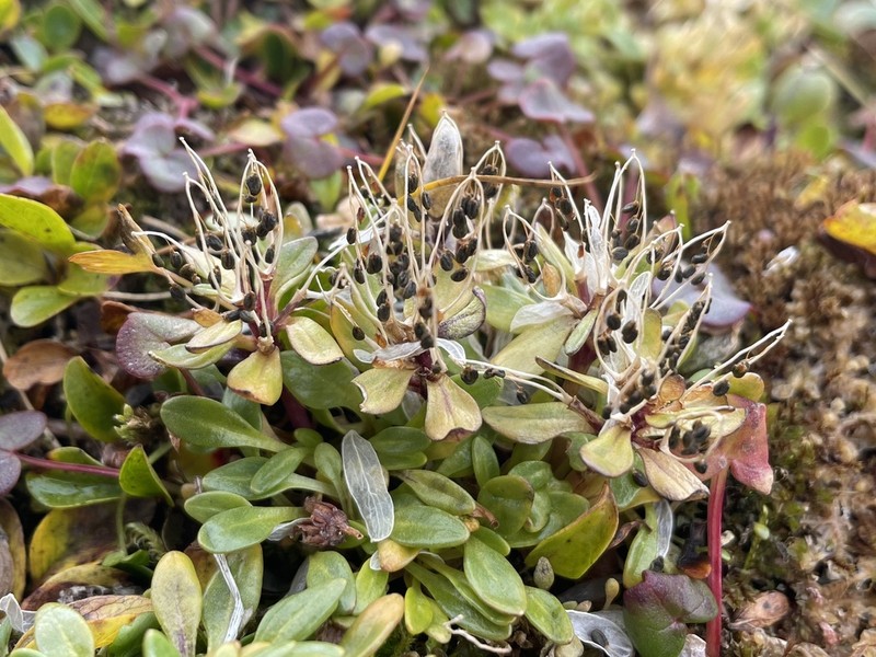 Aleutian Cress photo 2