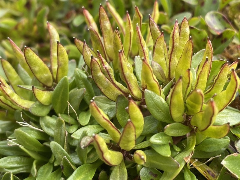 Aleutian Cress photo 4