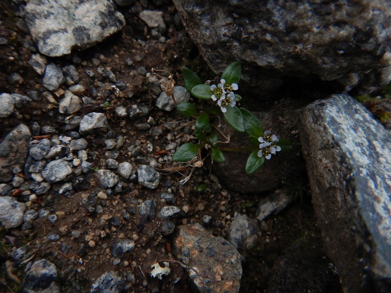 Aleutian Cress photo 5