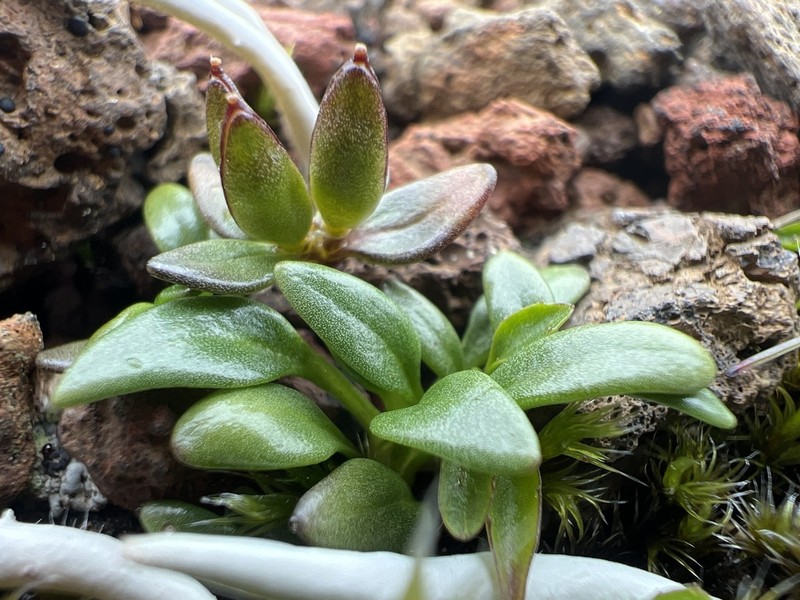 Aleutian Cress photo 7