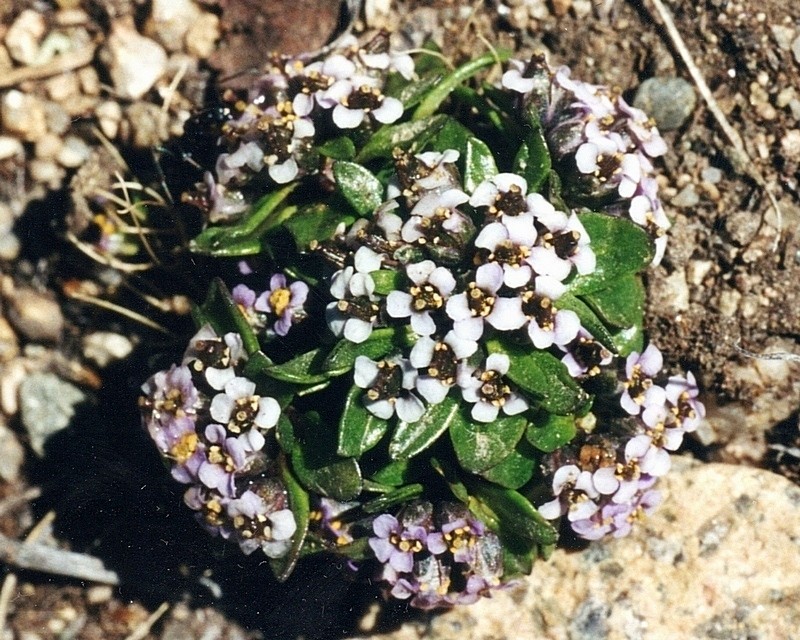 Aphragmus involucratus