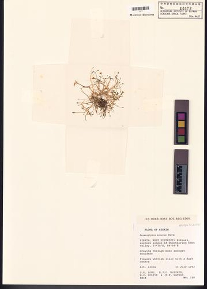 Aphragmus minutus