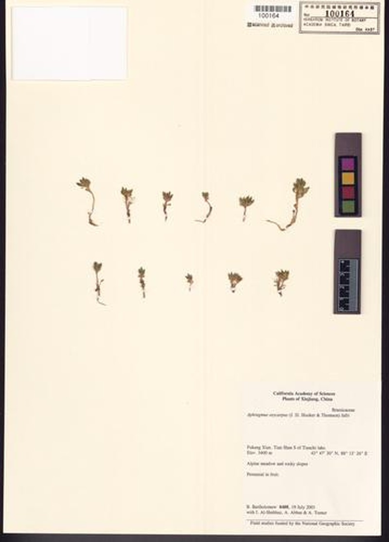 Aphragmus oxycarpus photo 2
