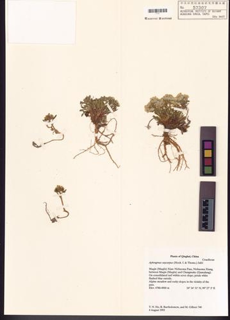 Aphragmus oxycarpus photo 3