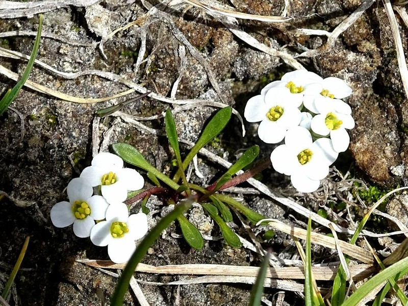 Aphragmus oxycarpus