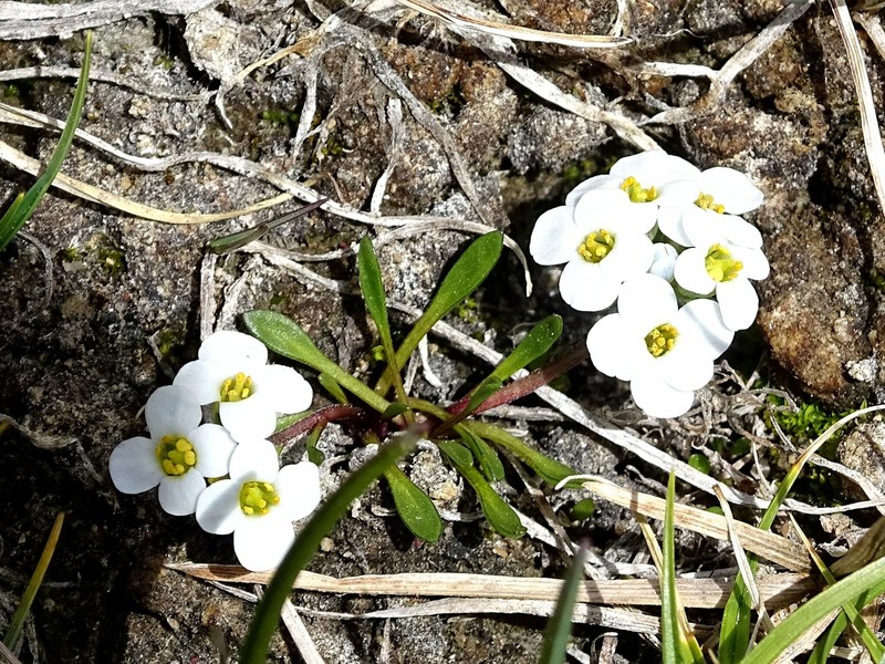 Aphragmus oxycarpus photo 4