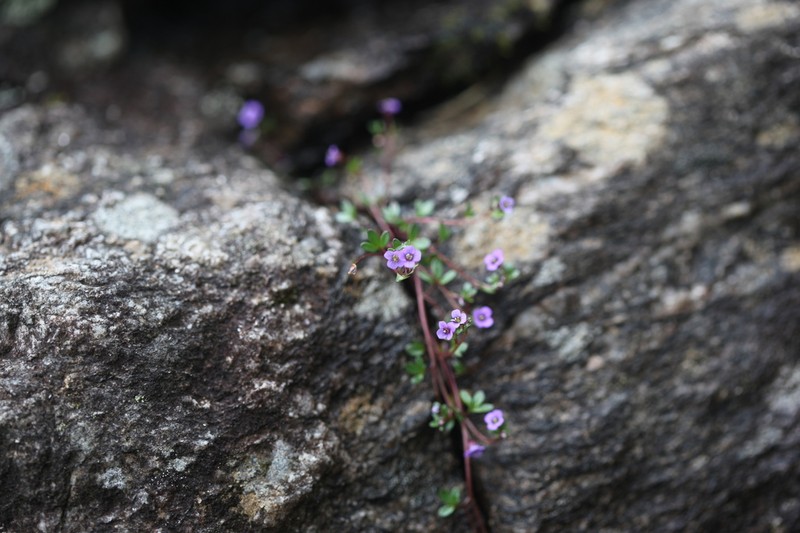 Aphragmus serpens photo 2