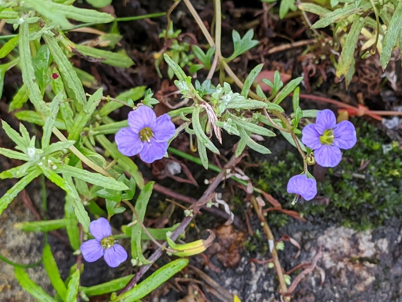 Aphragmus serpens photo 4