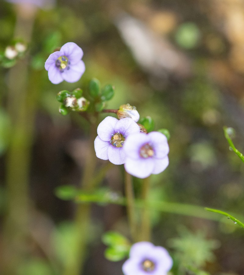 Aphragmus serpens photo 5