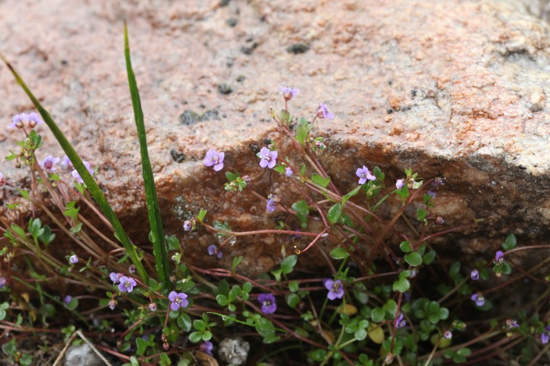 Aphragmus serpens photo 8