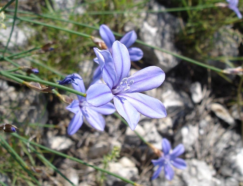 Aphyllanthes monspeliensis