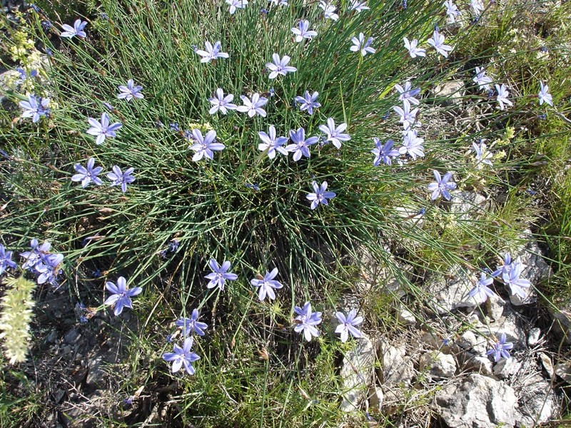Aphyllanthes monspeliensis photo 2