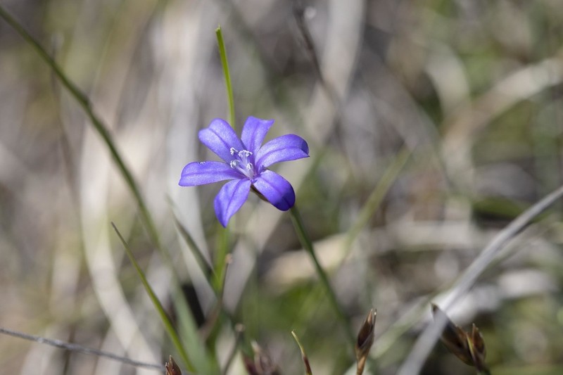Aphyllanthes monspeliensis photo 3