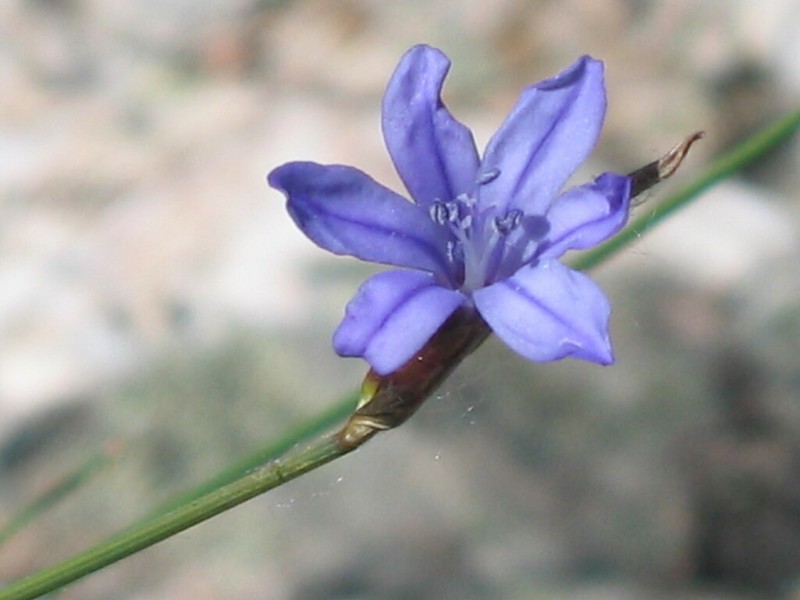Aphyllanthes monspeliensis photo 4
