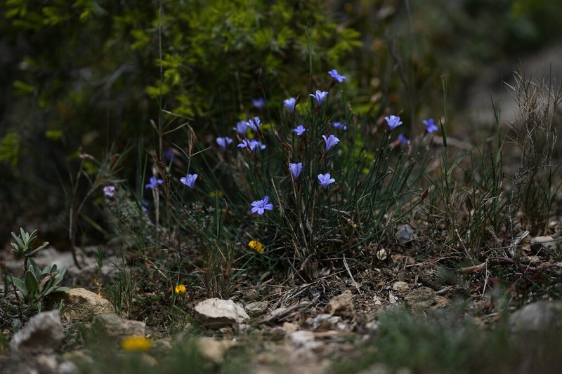 Aphyllanthes monspeliensis photo 5