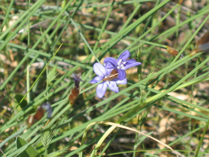 Aphyllanthes monspeliensis photo 6