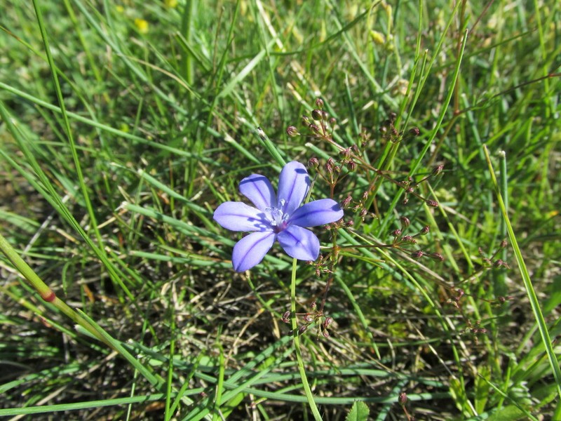 Aphyllanthes monspeliensis photo 7
