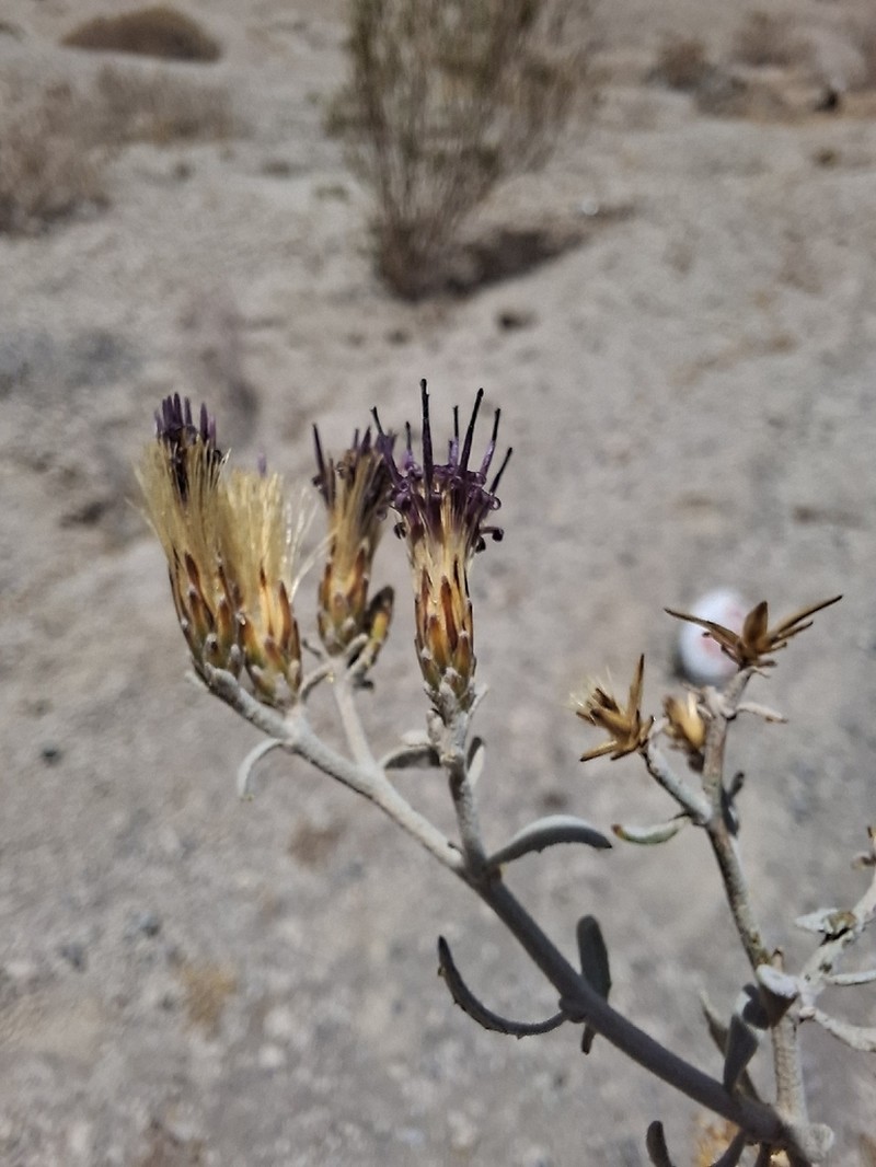 Aphyllocladus denticulatus photo 2