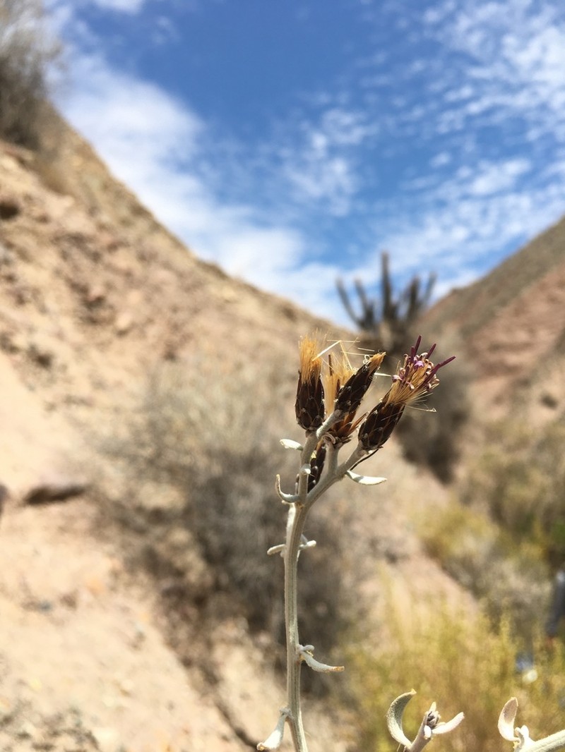 Aphyllocladus denticulatus photo 4