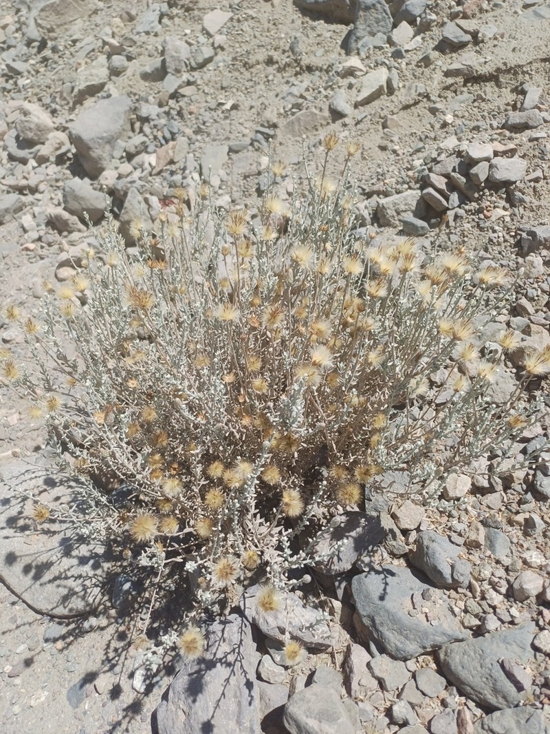 Aphyllocladus denticulatus photo 5