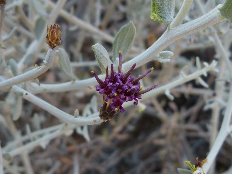 Aphyllocladus denticulatus photo 6