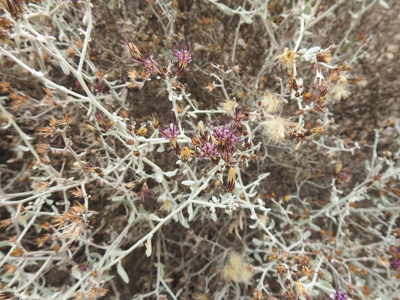 Aphyllocladus denticulatus photo 7