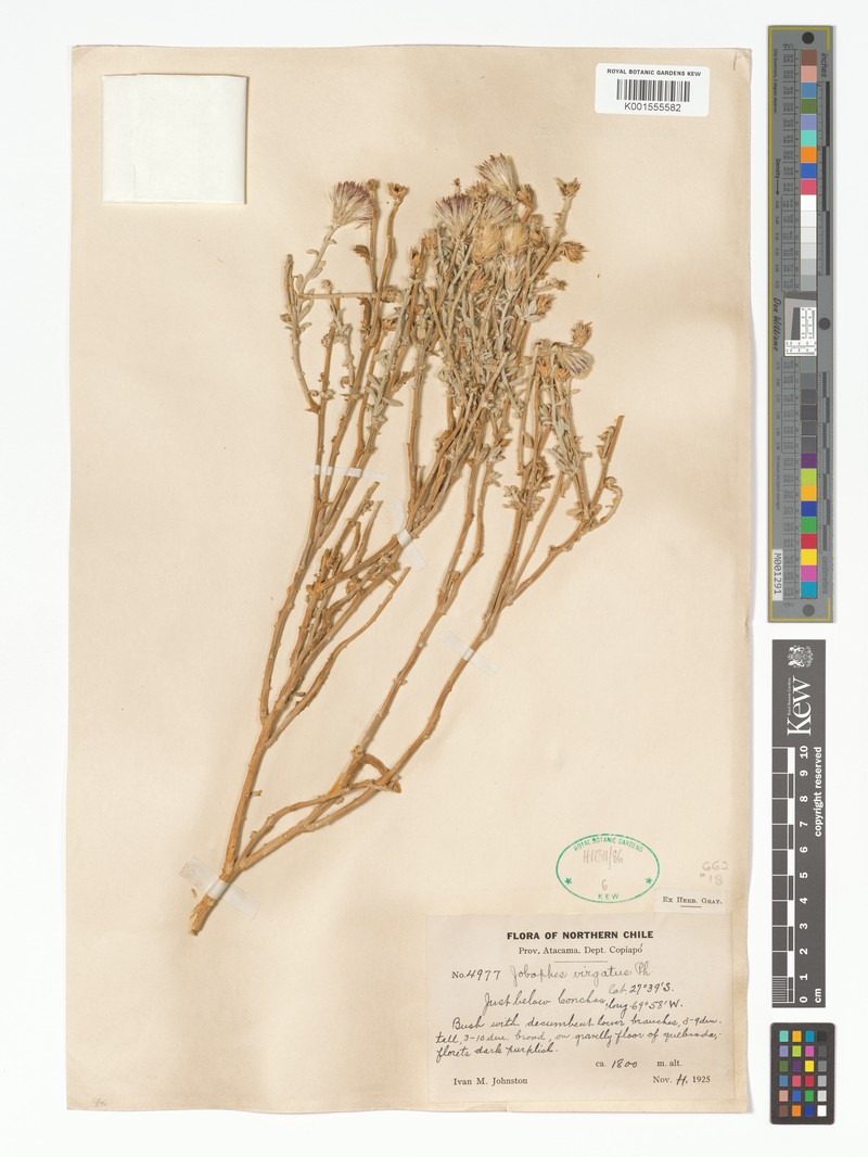 Aphyllocladus denticulatus var. denticulatus