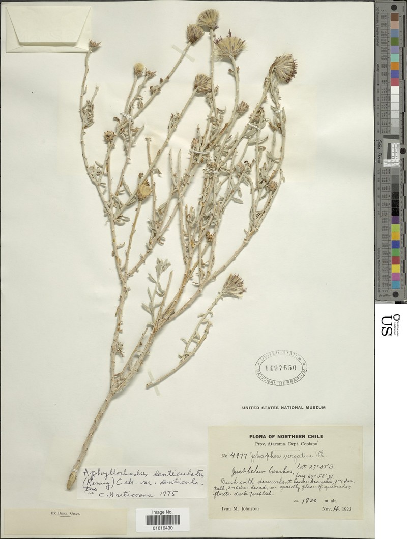 Aphyllocladus denticulatus var. denticulatus photo 2