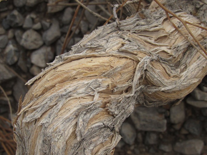 Aphyllocladus ephedroides