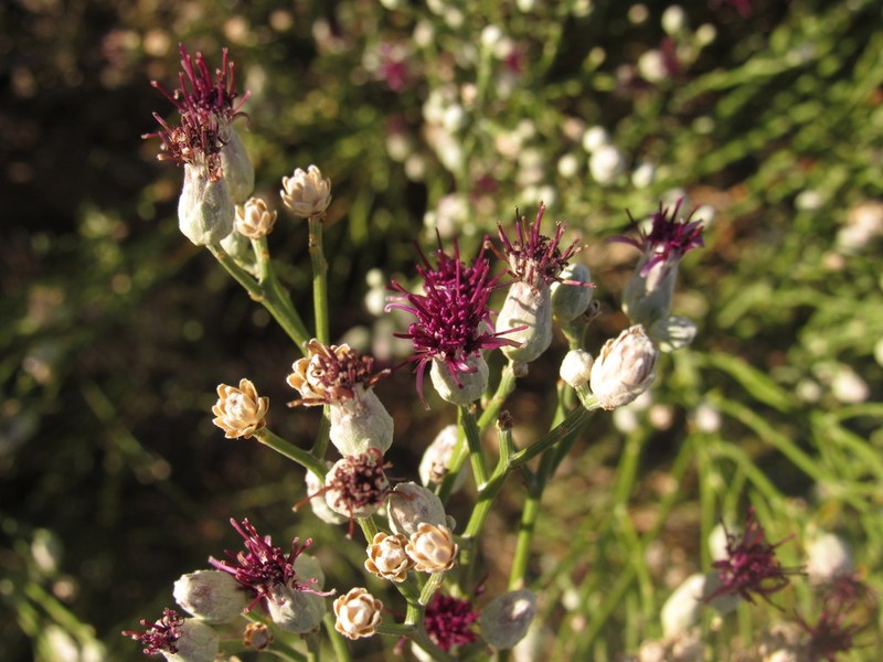 Aphyllocladus ephedroides photo 2