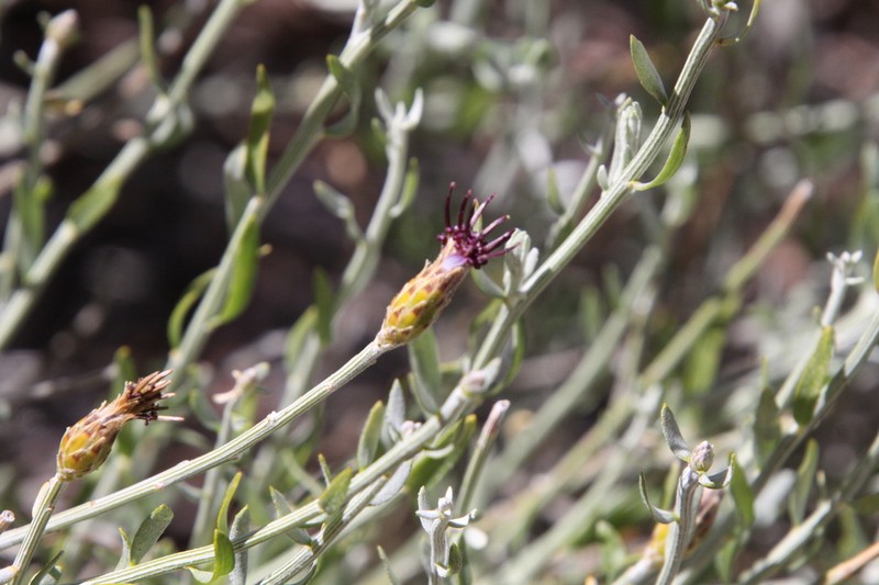 Aphyllocladus ephedroides photo 3