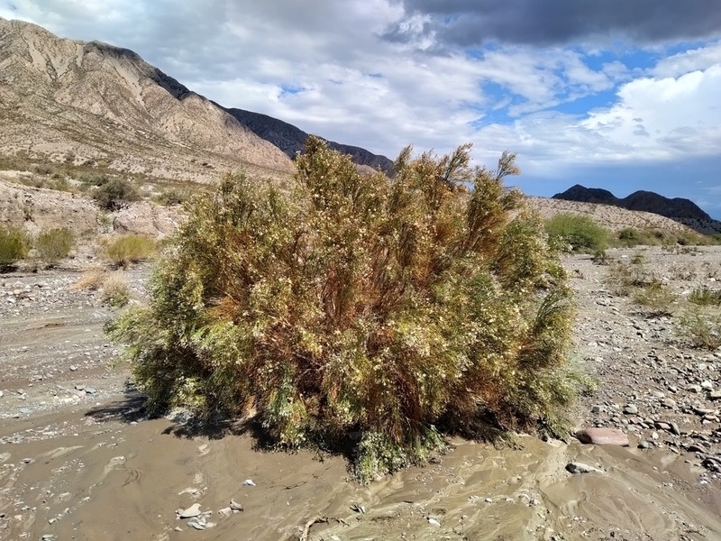 Aphyllocladus ephedroides photo 4