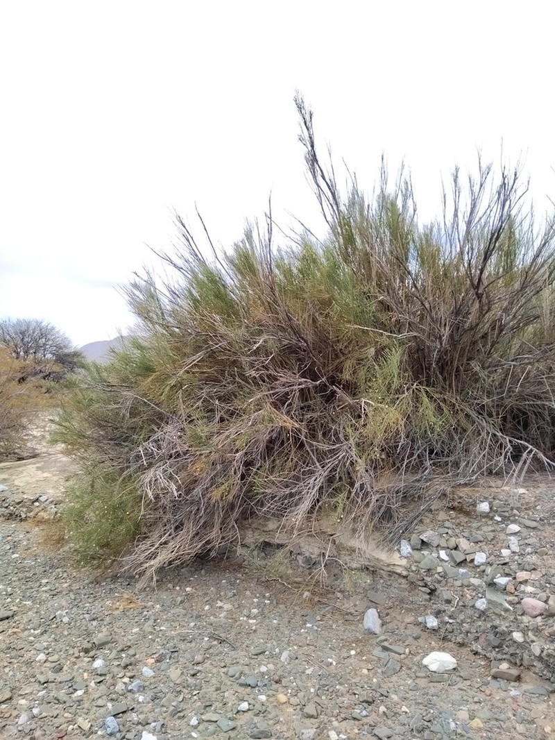 Aphyllocladus ephedroides photo 5
