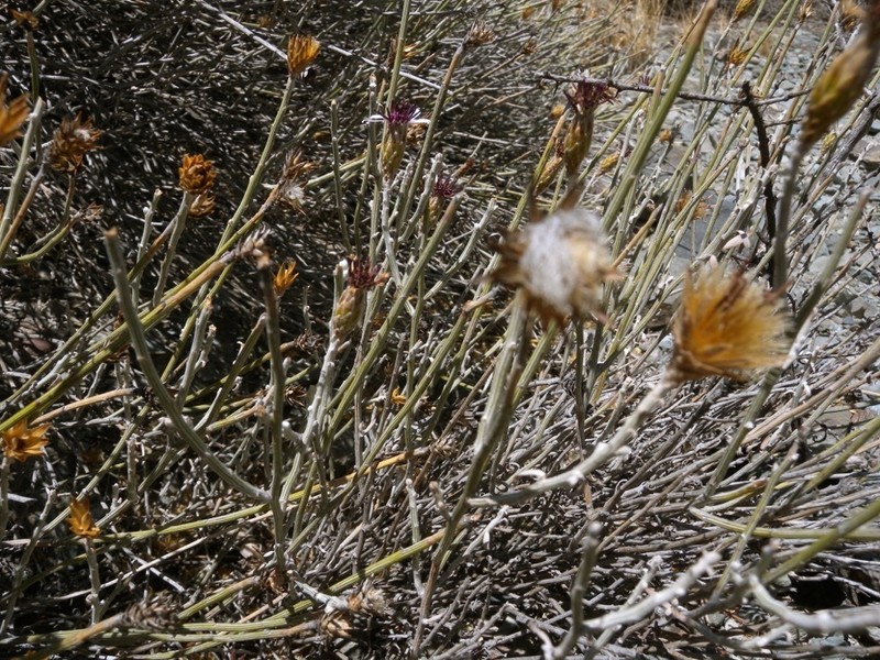 Aphyllocladus ephedroides photo 6