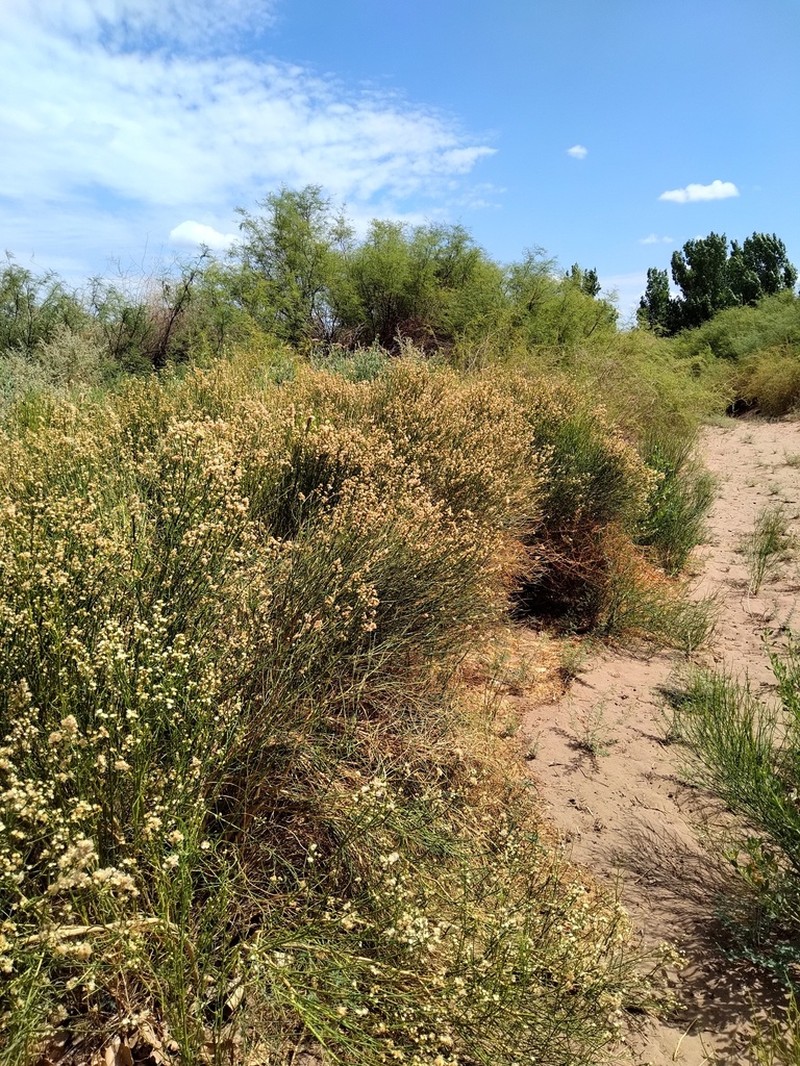 Aphyllocladus ephedroides photo 7