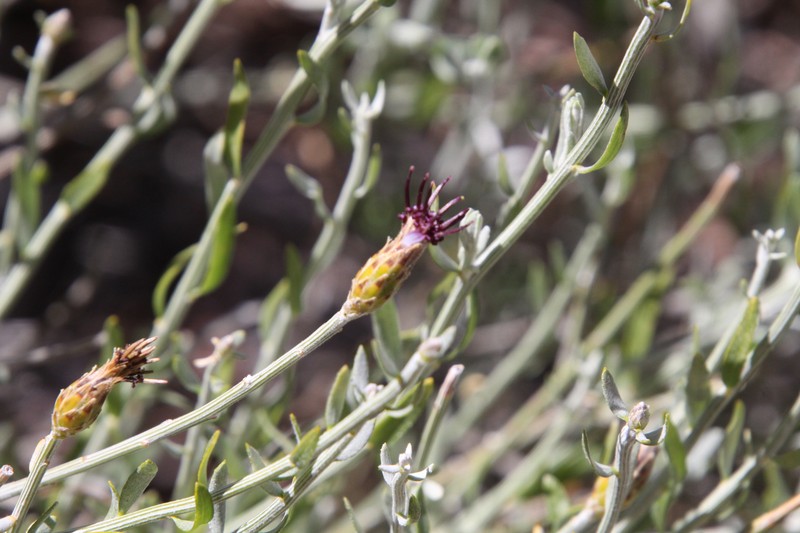 Aphyllocladus ephedroides photo 8